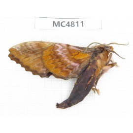 Sphingidae sp. China, SE of Guizhou, Mt.Leigongshan.1Pcs. MC4811.