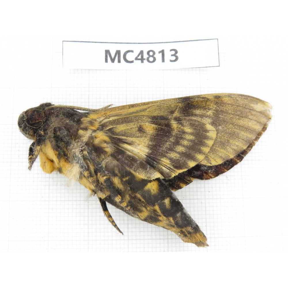 Sphingidae sp. China, SE of Guizhou, Mt.Leigongshan.1Pcs. MC4813.