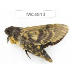 Sphingidae sp. China, SE of Guizhou, Mt.Leigongshan.1Pcs. MC4813.