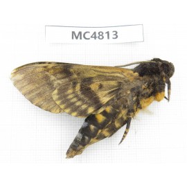 Sphingidae sp. China, SE of Guizhou, Mt.Leigongshan.1Pcs. MC4813.