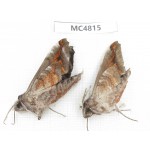 Sphingidae sp. China, SE of Guizhou, Mt.Leigongshan.2Pcs. MC4815.