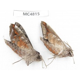 Sphingidae sp. China, SE of Guizhou, Mt.Leigongshan.2Pcs. MC4815.