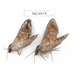 Sphingidae sp. China, SE of Guizhou, Mt.Leigongshan.2Pcs. MC4816.