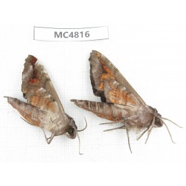 Sphingidae sp. China, SE of Guizhou, Mt.Leigongshan.2Pcs. MC4816.