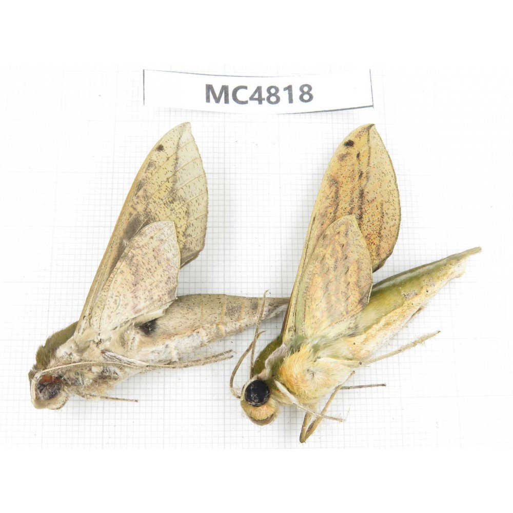 Sphingidae sp. China, SE of Guizhou, Mt.Leigongshan.2Pcs. MC4818.
