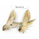 Sphingidae sp. China, SE of Guizhou, Mt.Leigongshan.2Pcs. MC4818.