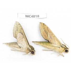 Sphingidae sp. China, SE of Guizhou, Mt.Leigongshan.2Pcs. MC4818.