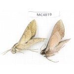 Sphingidae sp. China, SE of Guizhou, Mt.Leigongshan.2Pcs. MC4819.