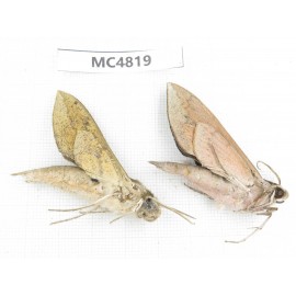 Sphingidae sp. China, SE of Guizhou, Mt.Leigongshan.2Pcs. MC4819.