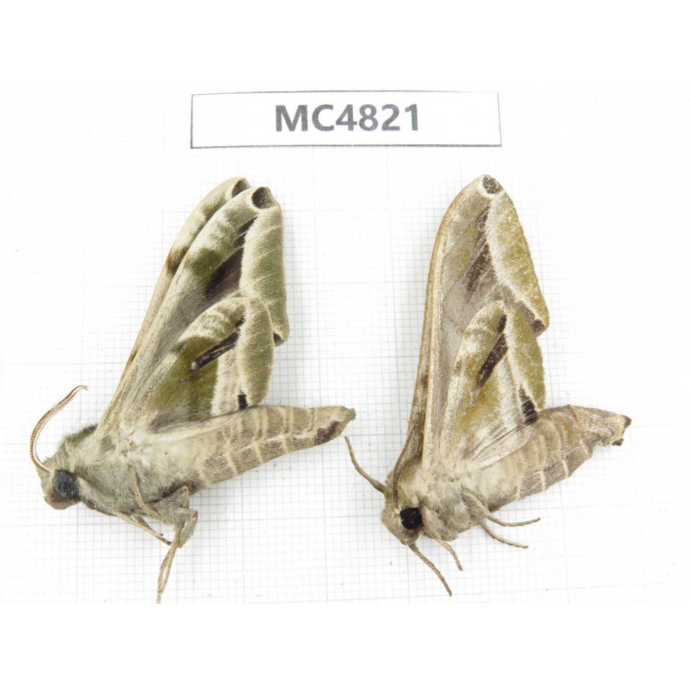 Sphingidae sp. China, SE of Guizhou, Mt.Leigongshan.2Pcs. MC4821.
