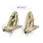 Sphingidae sp. China, SE of Guizhou, Mt.Leigongshan.2Pcs. MC4821.