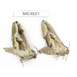 Sphingidae sp. China, SE of Guizhou, Mt.Leigongshan.2Pcs. MC4821.