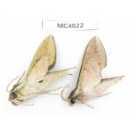 Sphingidae sp. China, SE of Guizhou, Mt.Leigongshan.2Pcs. MC4822.