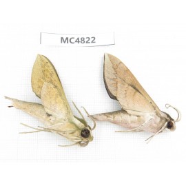 Sphingidae sp. China, SE of Guizhou, Mt.Leigongshan.2Pcs. MC4822.