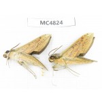 Sphingidae sp. China, SE of Guizhou, Mt.Leigongshan.2Pcs. MC4824.