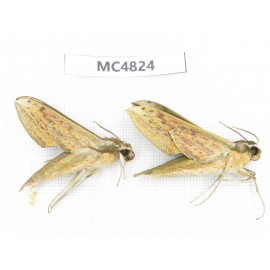 Sphingidae sp. China, SE of Guizhou, Mt.Leigongshan.2Pcs. MC4824.
