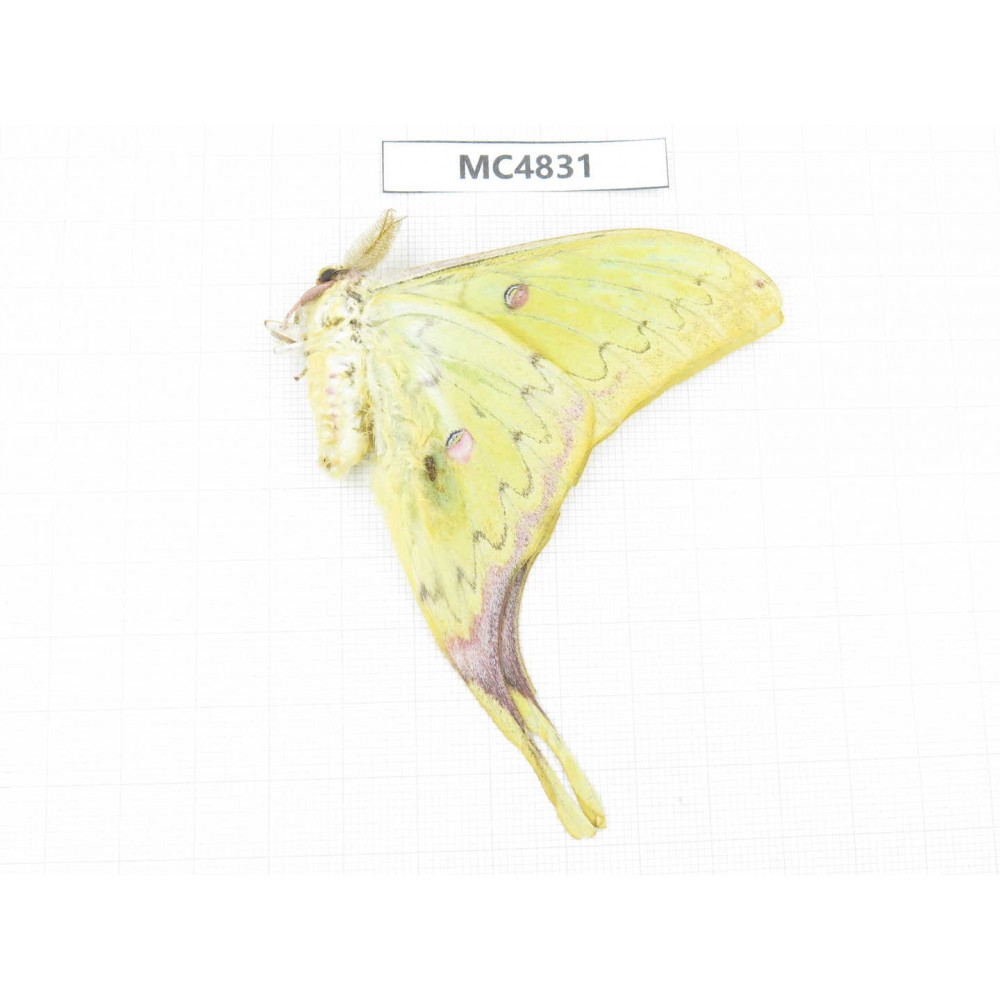 Saturniidae sp. China, SE of Guizhou, Mt.Leigongshan. 1M. MC4831.