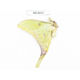 Saturniidae sp. China, SE of Guizhou, Mt.Leigongshan. 1M. MC4831.