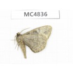 Moths sp. China, Sichuan, Aba area, Lixian county.1Pcs. MC4836.