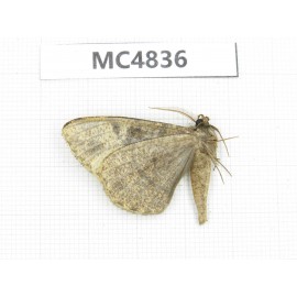 Moths sp. China, Sichuan, Aba area, Lixian county.1Pcs. MC4836.