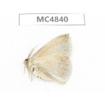 Moths sp. China, Sichuan, Aba area, Lixian county. 1Pcs. MC4840.