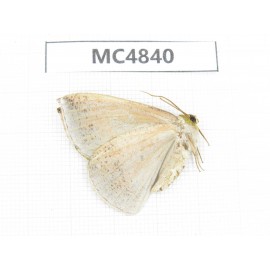 Moths sp. China, Sichuan, Aba area, Lixian county. 1Pcs. MC4840.