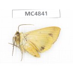 Moths sp. China, Sichuan, Aba area, Lixian county. 1Pcs. MC4841.