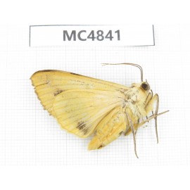Moths sp. China, Sichuan, Aba area, Lixian county. 1Pcs. MC4841.