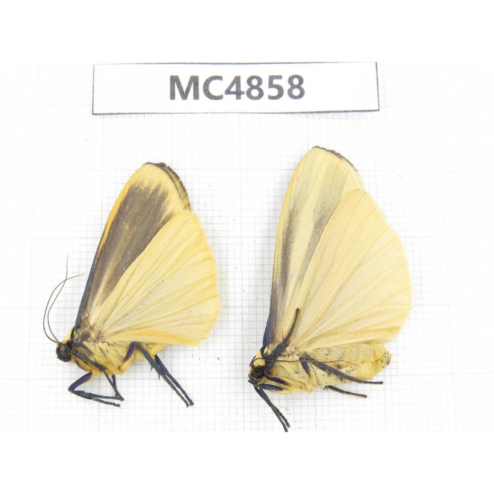 Arctiidae sp. China, NW of Yunnan, Xiangerila area, S of Weixi county. 2Pcs. MC4858.