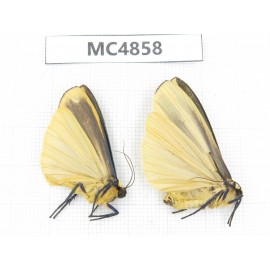 Arctiidae sp. China, NW of Yunnan, Xiangerila area, S of Weixi county. 2Pcs. MC4858.