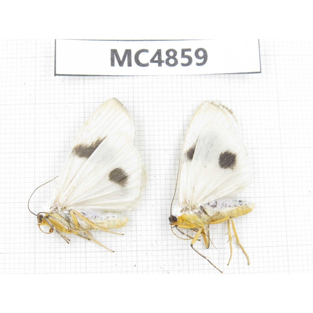 Arctiidae sp. China, NW of Yunnan, Xiangerila area, S of Weixi county. 2Pcs. MC4859.