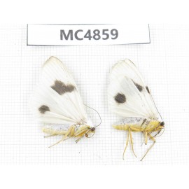 Arctiidae sp. China, NW of Yunnan, Xiangerila area, S of Weixi county. 2Pcs. MC4859.