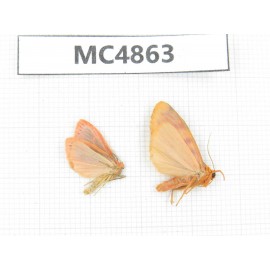 Arctiidae sp. China, NW of Yunnan, Xiangerila area, S of Weixi county. 2Pcs. MC4863.
