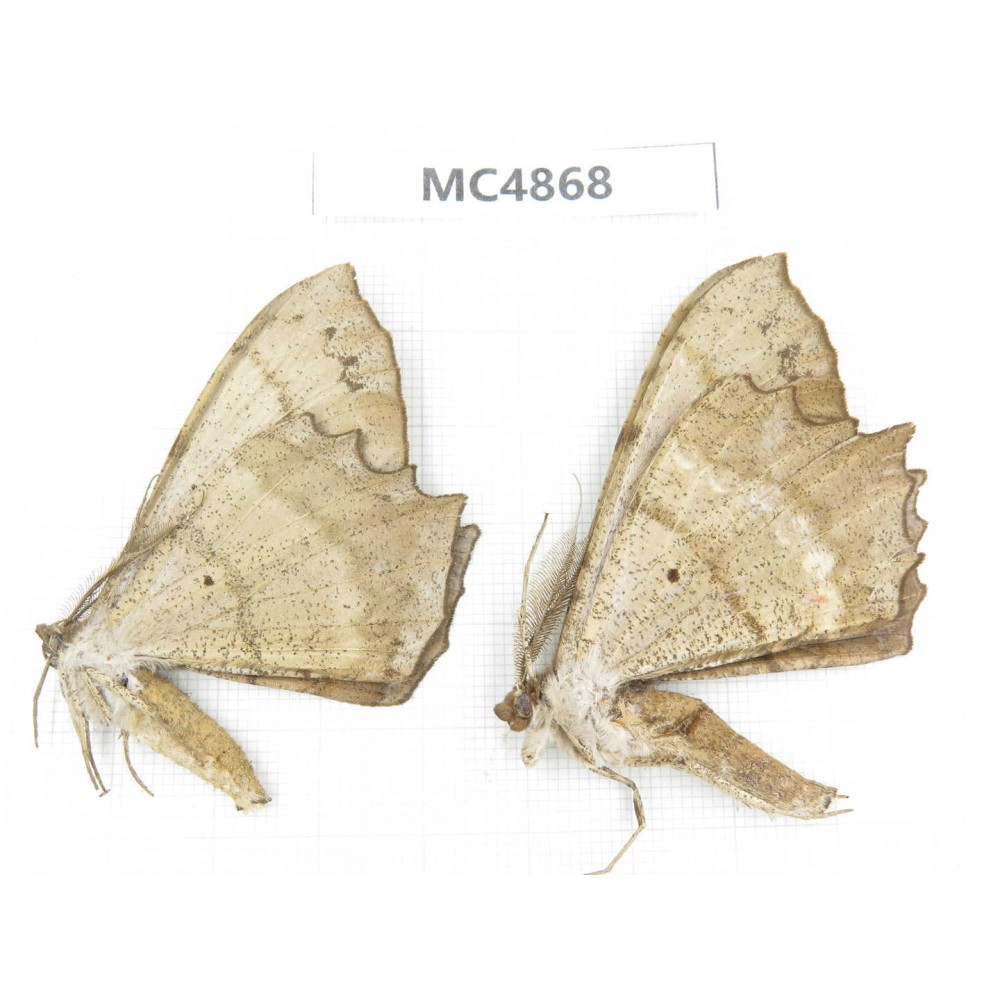 Geometridae sp. China, W of Sichuan, Ganzi area, Mt.Gonggashan. 2Pcs. MC4868.