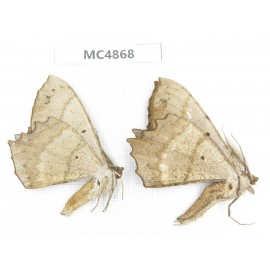 Geometridae sp. China, W of Sichuan, Ganzi area, Mt.Gonggashan. 2Pcs. MC4868.