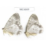 Geometridae sp. China, W of Sichuan, Ganzi area, Mt.Gonggashan. 2Pcs. MC4869.