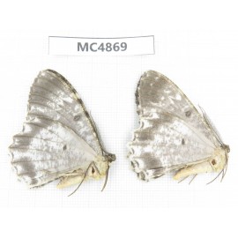 Geometridae sp. China, W of Sichuan, Ganzi area, Mt.Gonggashan. 2Pcs. MC4869.