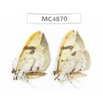 Geometridae sp. China, W of Sichuan, Ganzi area, Mt.Gonggashan. 2Pcs. MC4870.