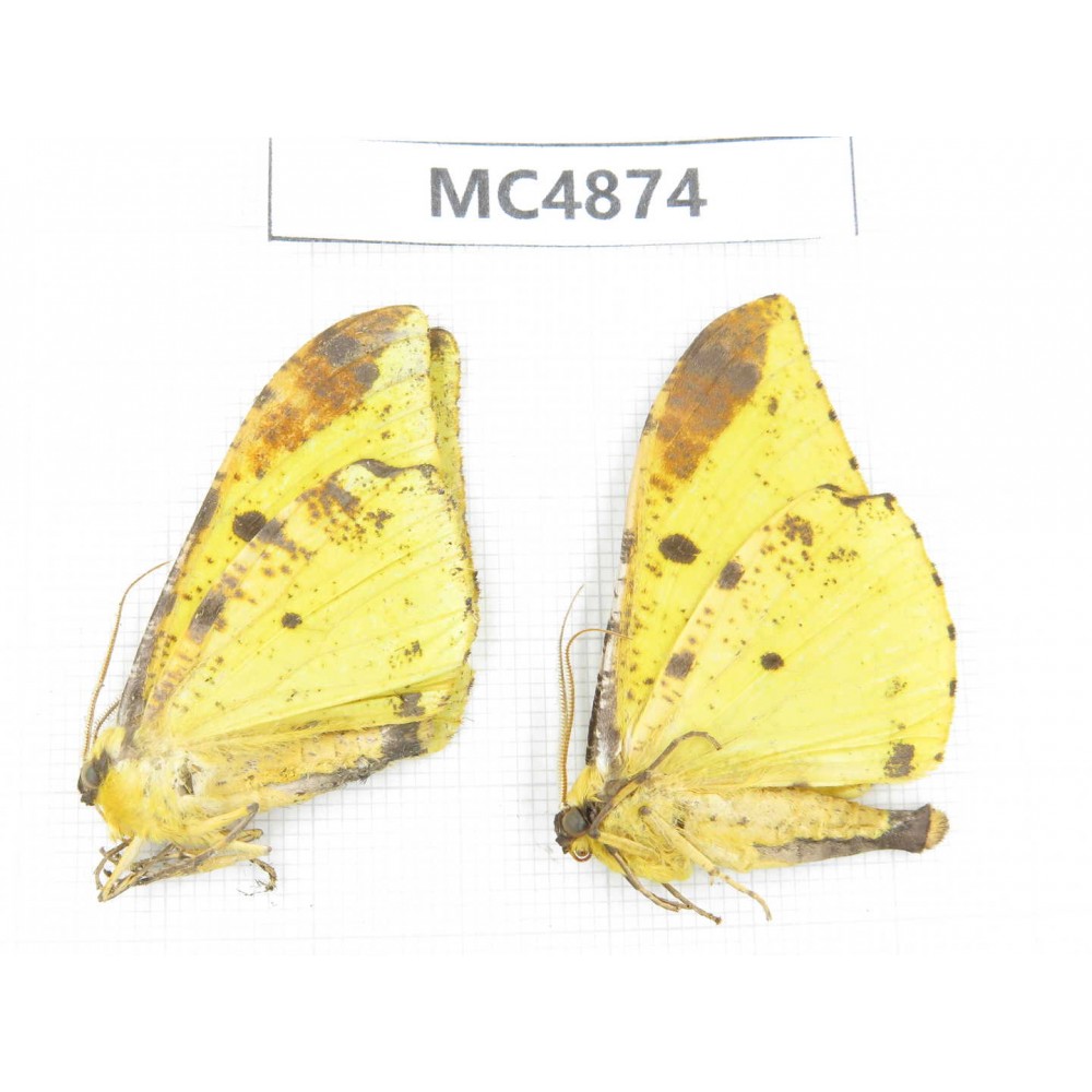 Geometridae sp. China, W of Sichuan, Ganzi area, Mt.Gonggashan. 2Pcs. MC4874.