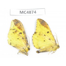 Geometridae sp. China, W of Sichuan, Ganzi area, Mt.Gonggashan. 2Pcs. MC4874.