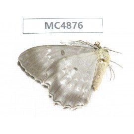 Geometridae sp. China, W of Sichuan, Ganzi area, Mt.Gonggashan. 1Pcs. MC4876.