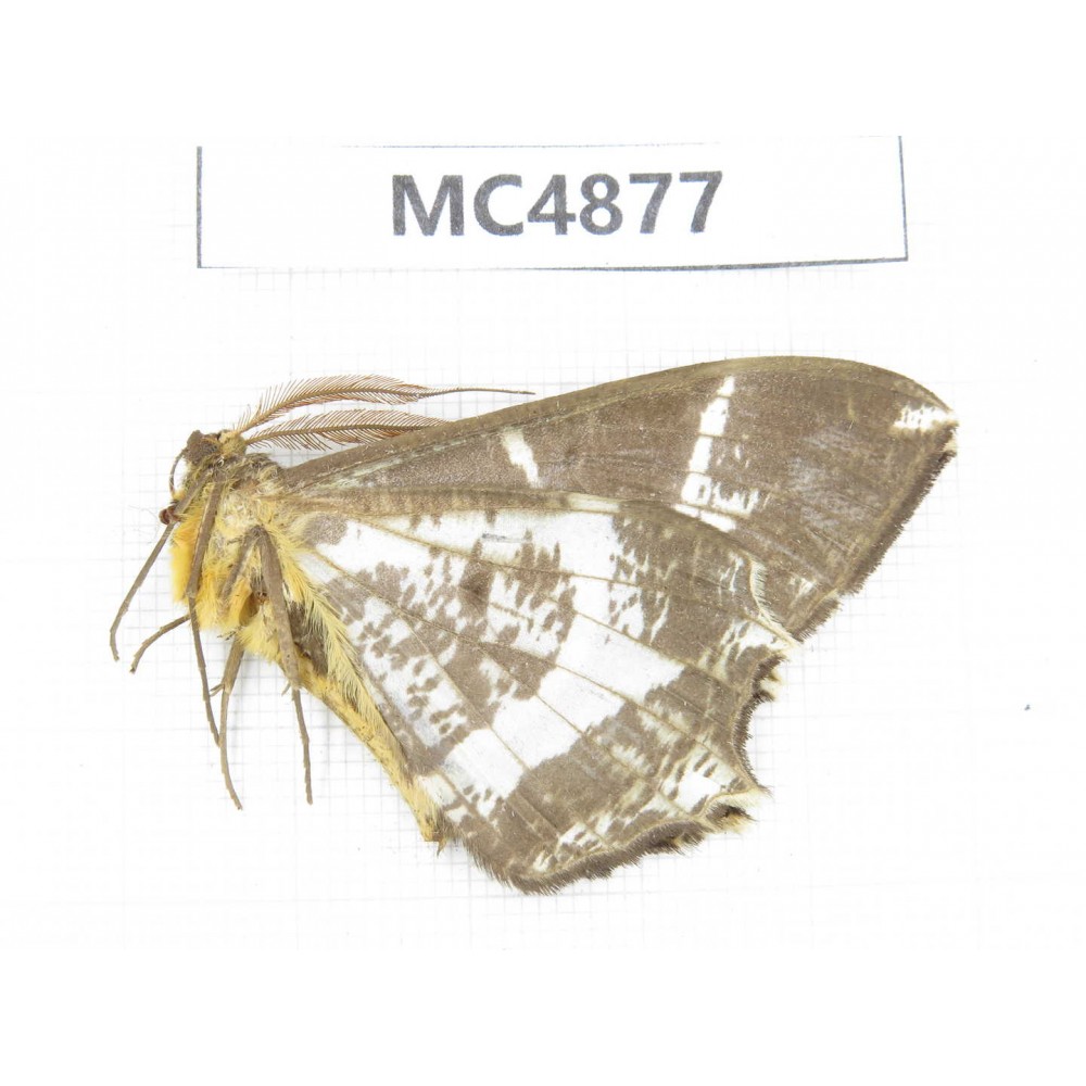 Geometridae sp. China, W of Sichuan, Ganzi area, Mt.Gonggashan. 1Pcs. MC4877.