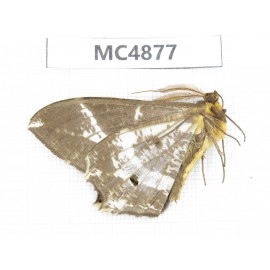 Geometridae sp. China, W of Sichuan, Ganzi area, Mt.Gonggashan. 1Pcs. MC4877.