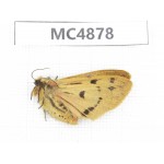 Arctiidae sp. China, W of Sichuan, Ganzi area, Mt.Gonggashan. 1Pcs. MC4878.
