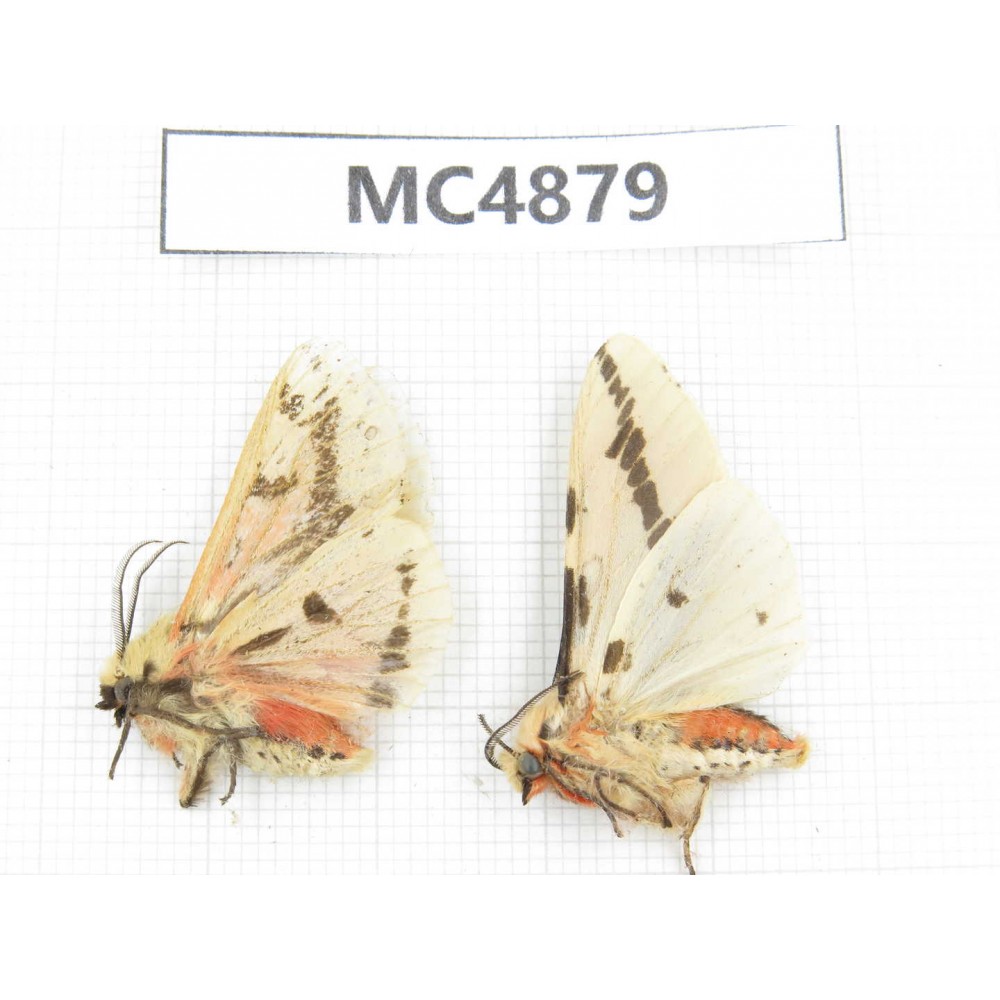 Arctiidae sp. China, W of Sichuan, Ganzi area, Mt.Gonggashan. 2Pcs. MC4879.