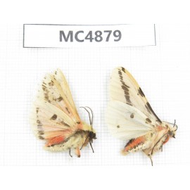 Arctiidae sp. China, W of Sichuan, Ganzi area, Mt.Gonggashan. 2Pcs. MC4879.