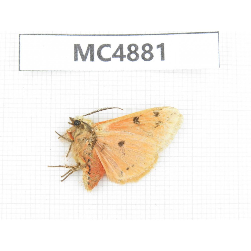 Arctiidae sp. China, W of Sichuan, Ganzi area, Mt.Gonggashan. 1Pcs. MC4881.