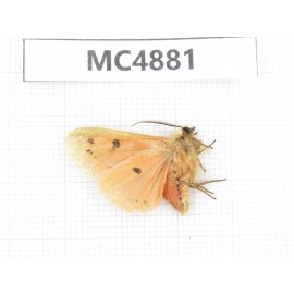 Arctiidae sp. China, W of Sichuan, Ganzi area, Mt.Gonggashan. 1Pcs. MC4881.