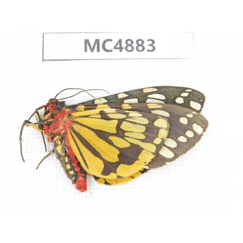 Arctiidae sp. China, W of Sichuan, Ganzi area, Mt.Gonggashan. 1Pcs. MC4883.