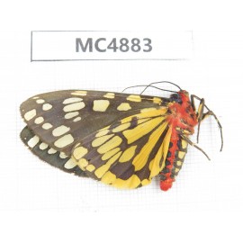 Arctiidae sp. China, W of Sichuan, Ganzi area, Mt.Gonggashan. 1Pcs. MC4883.